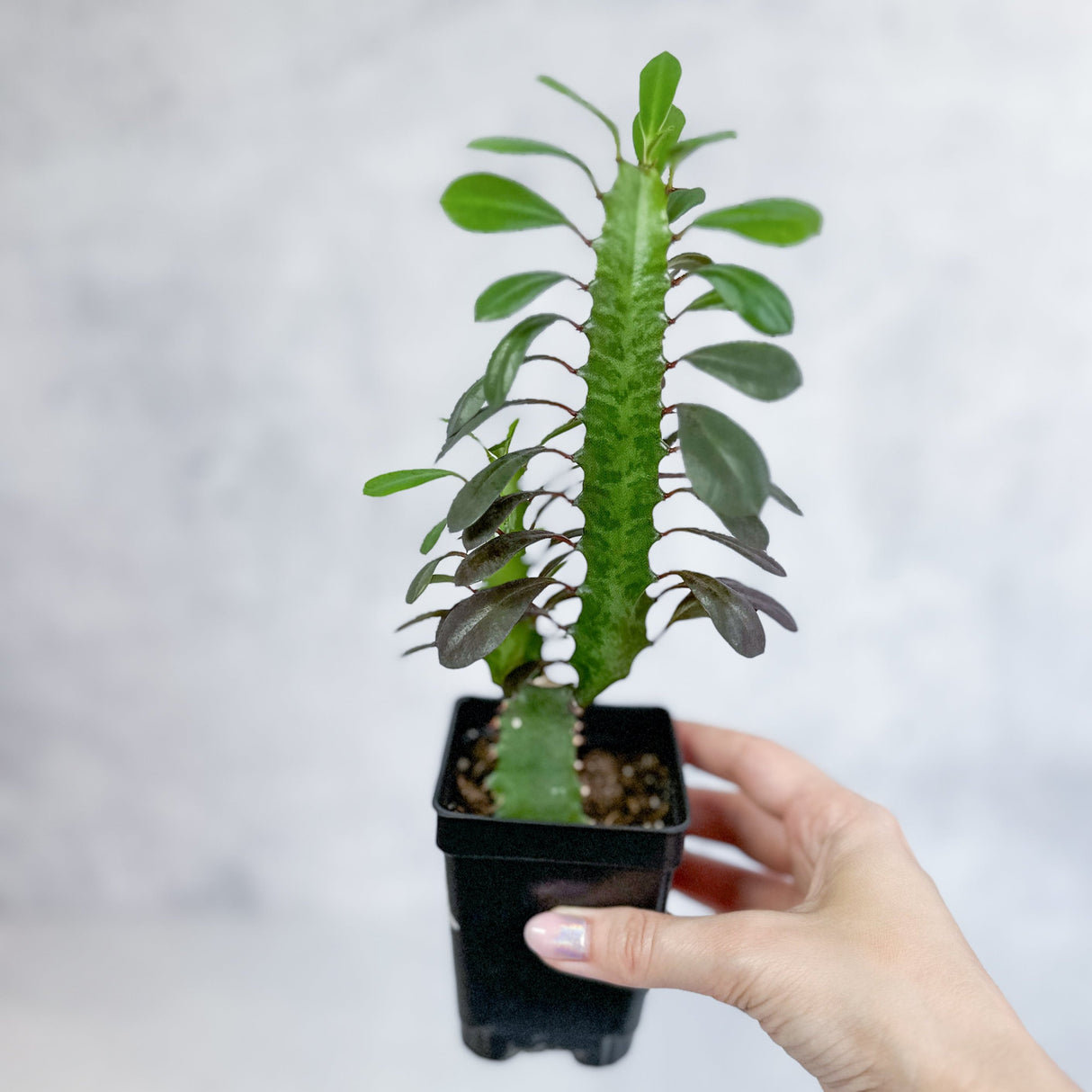 Euphorbia Trigonia ‘Rubra’