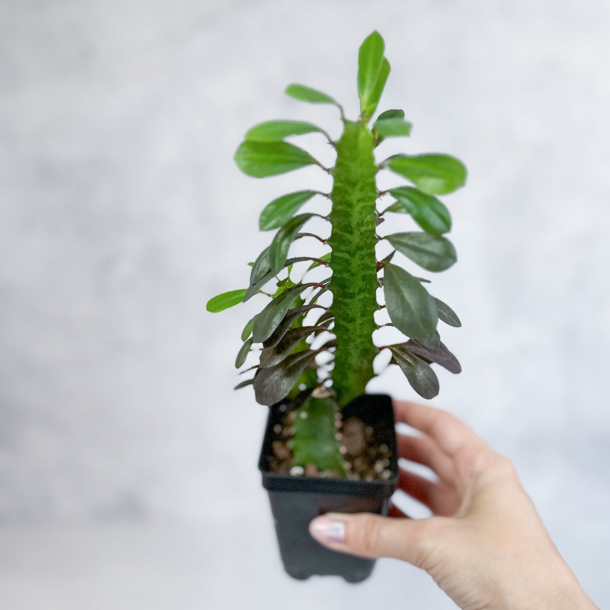 Euphorbia Trigonia ‘Rubra’