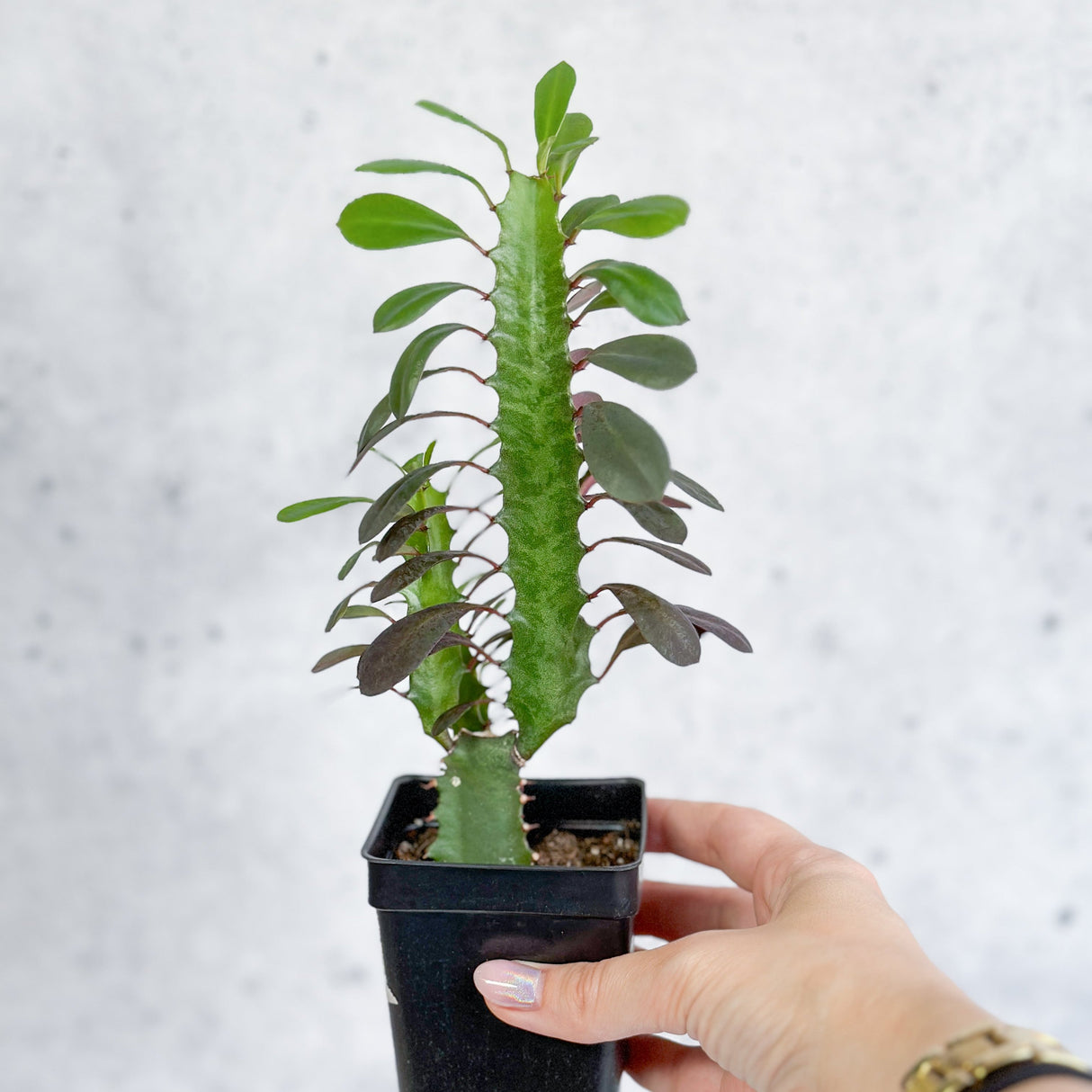 Euphorbia Trigonia ‘Rubra’