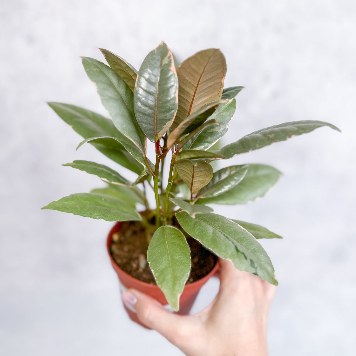 Ficus elastica 'Ruby' - Ruby Ficus 