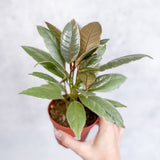 Ficus elastica 'Ruby' - Ruby Ficus 