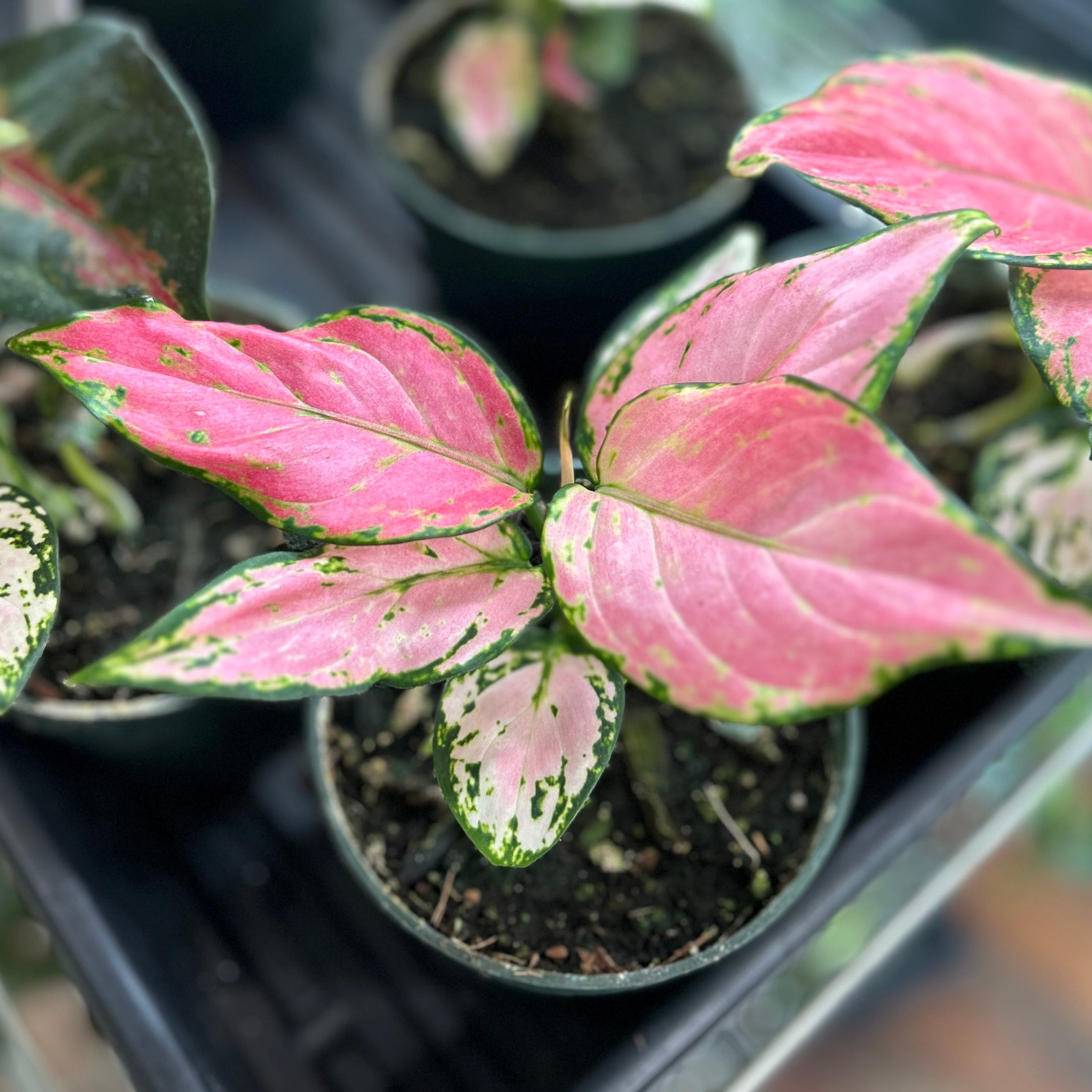 Chinese Evergreen Plant Care Guide - How To Grow Aglaonema
