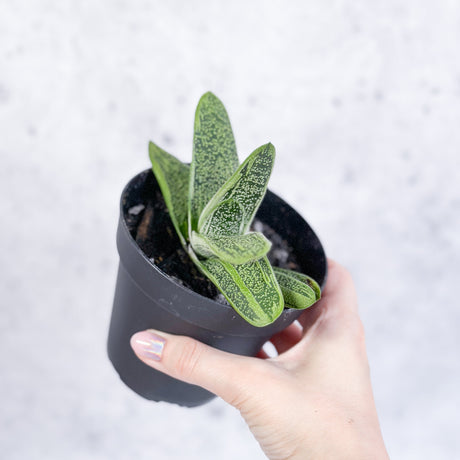 Gasteria 'Little Warty' - Little Warty Ox Tongue - 4 Inch