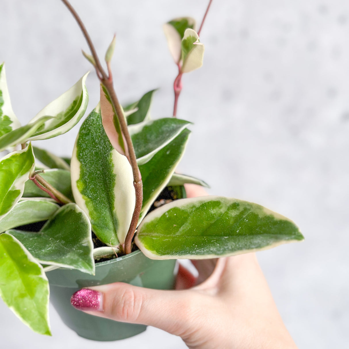 Hoya Carnosa 'Krimson Queen' Wax Plant - Various Sizes