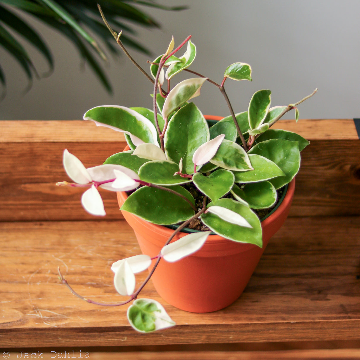 Hoya Carnosa 'Krimson Queen' Wax Plant - Various Sizes