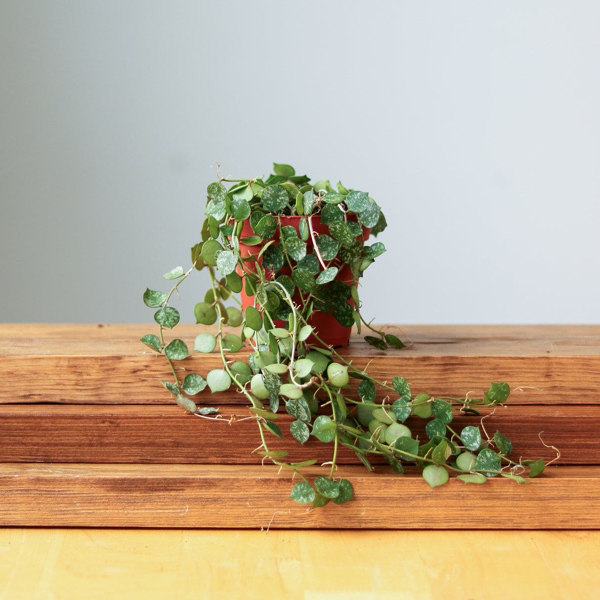 Hoya Curtisii - Tiny-Leaf Waxflower