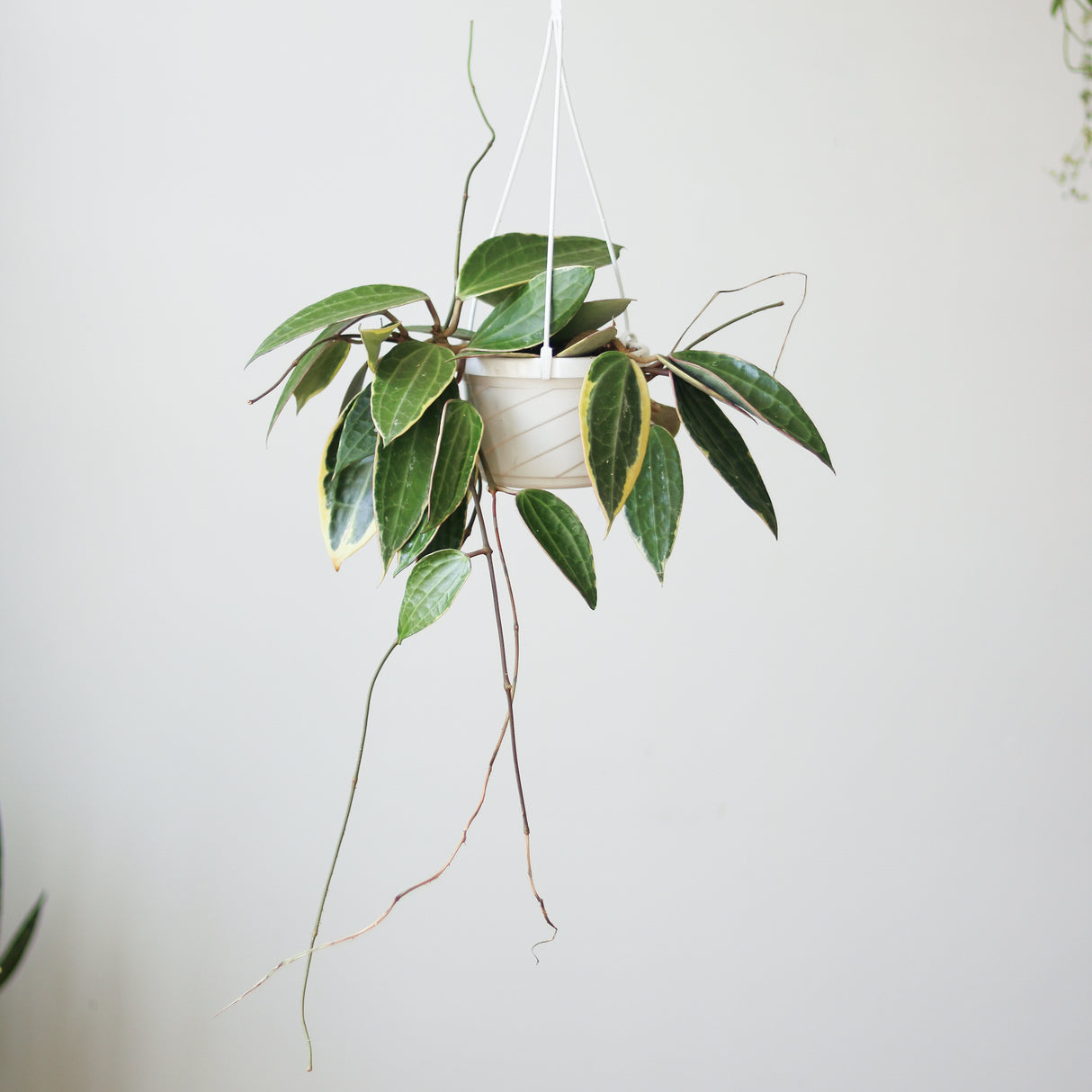 Hoya Macrophylla