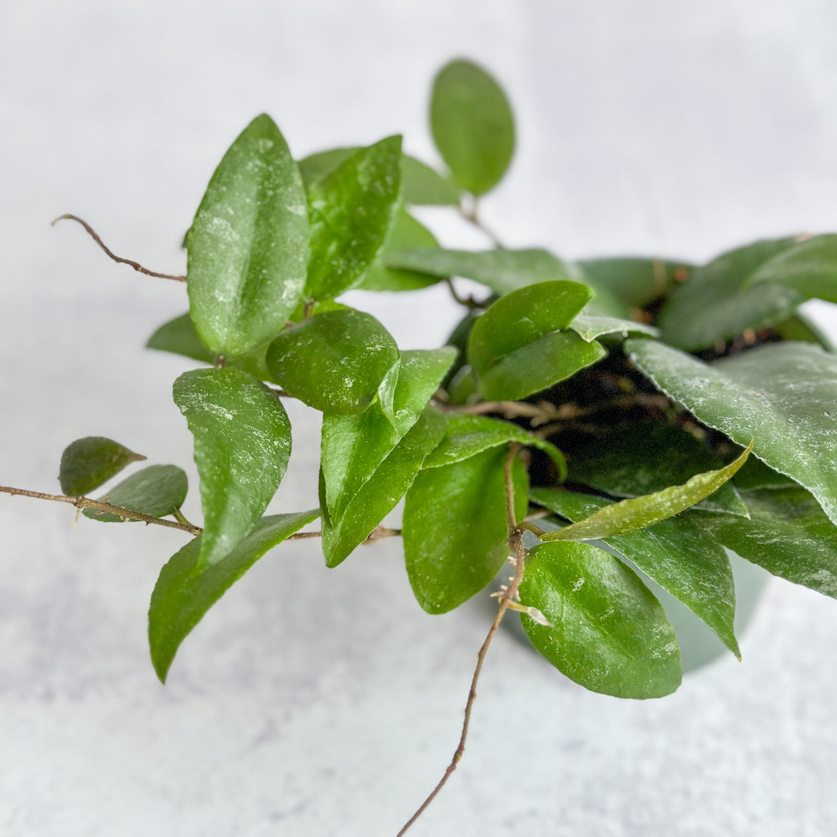 Hoya Caudata Sumatra Wax Plant - Various Sizes