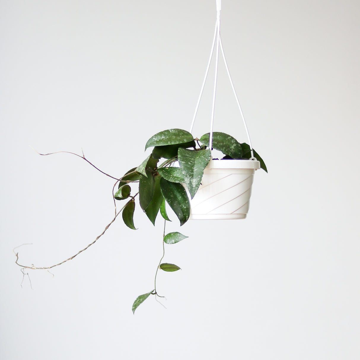 Hoya caudata ‘Sumatra’ Wax Flower - Hanging Basket