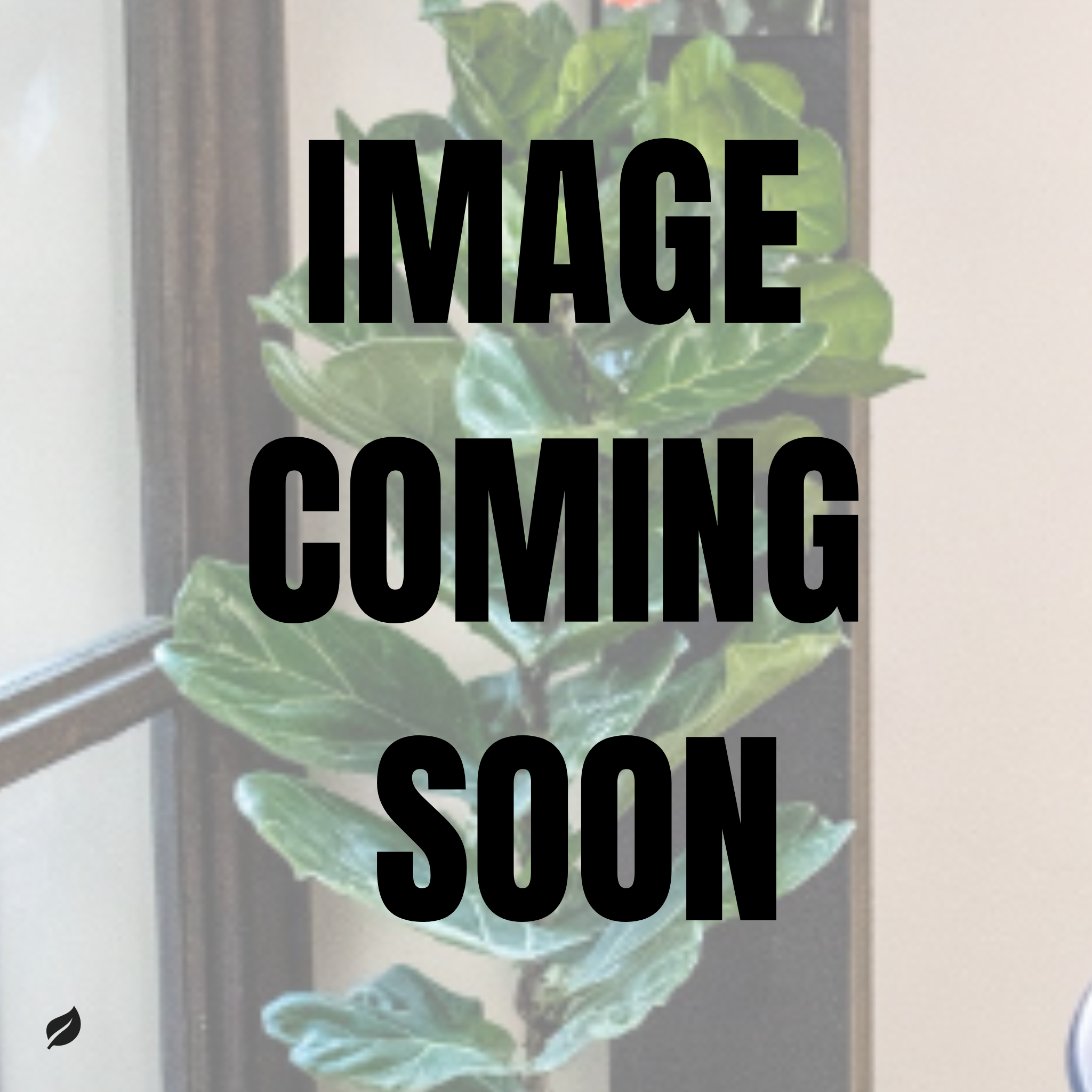golden pothos fun facts Golden Pothos 'High Color'