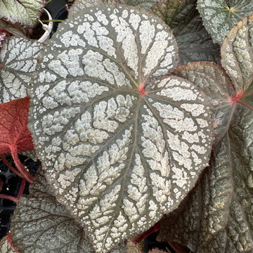 Close-up of a variegated Vampire Slayer Begonia – Emma's Evolution Series leaf with a silvery-white patterned upper surface, dark green veining, and red margins, surrounded by other foliage.