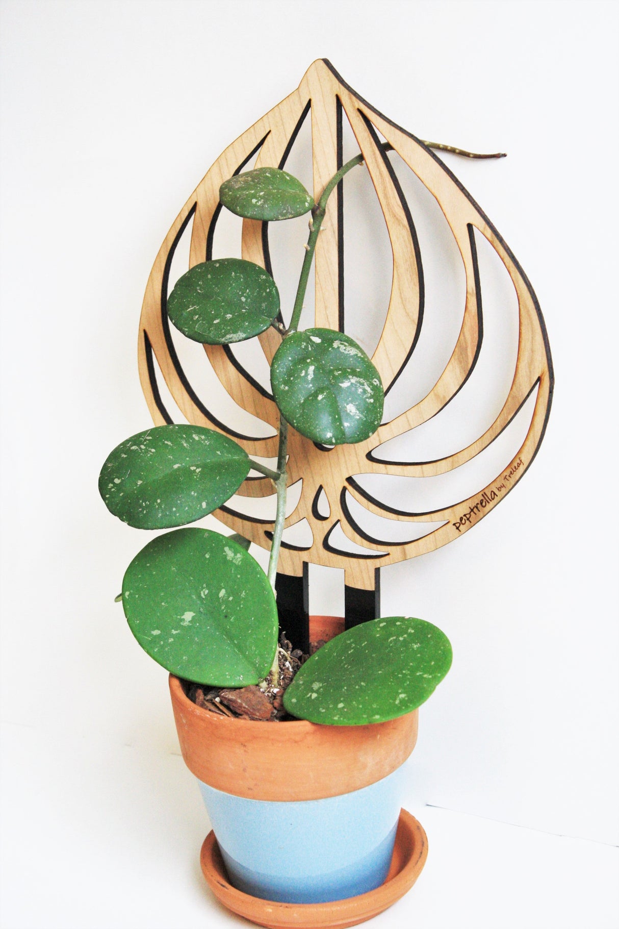 Peptrella - Peperomia Inspired Plant Trellis