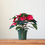 Euphorbia Pulcherrima 'Poinsettia' - 6 Inch