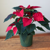 Euphorbia Pulcherrima 'Poinsettia' - 6 Inch