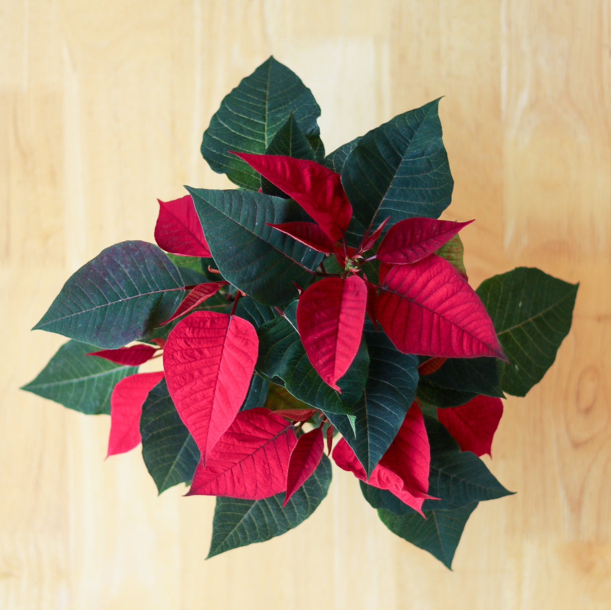 Euphorbia Pulcherrima 'Poinsettia' - 6 Inch