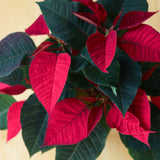 Euphorbia Pulcherrima 'Poinsettia' - 6 Inch