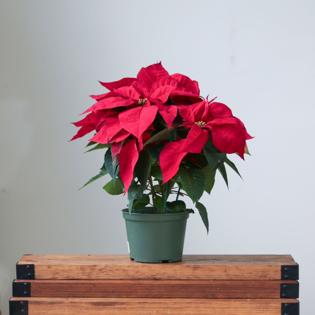 Euphorbia Pulcherrima 'Poinsettia' - 6 Inch