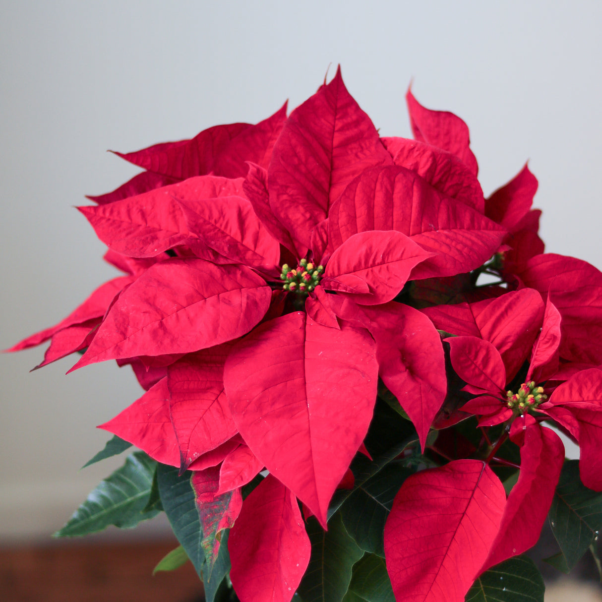 Euphorbia Pulcherrima 'Poinsettia' - 6 Inch