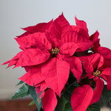 Euphorbia Pulcherrima 'Poinsettia' - 6 Inch