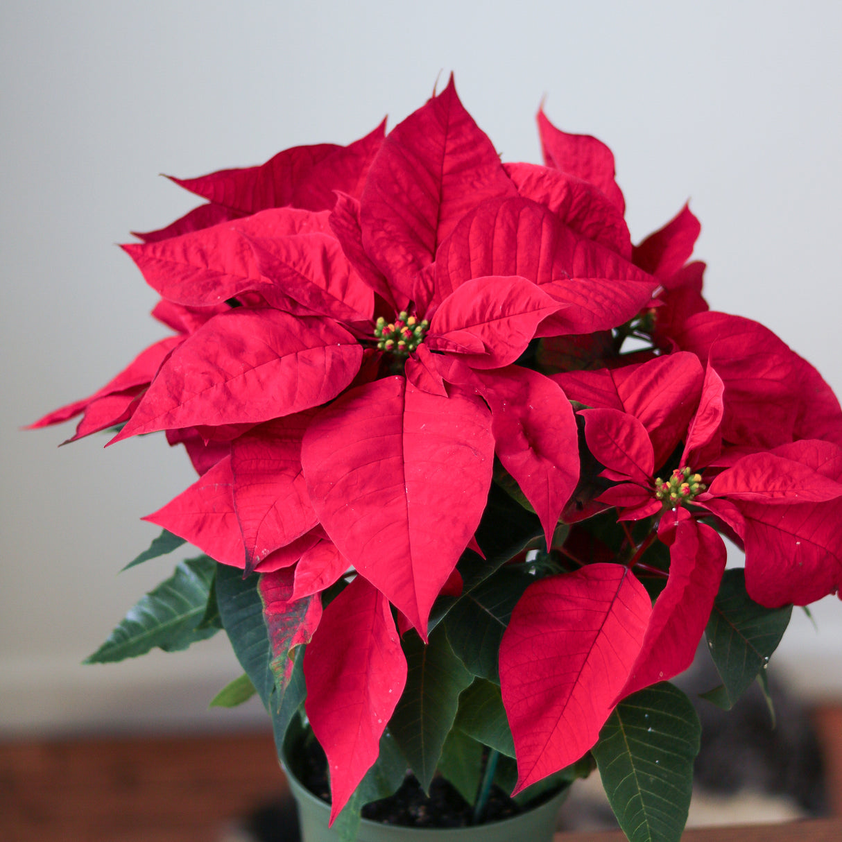 Euphorbia Pulcherrima 'Poinsettia' - 6 Inch