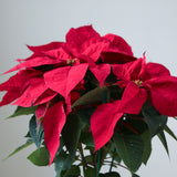 Euphorbia Pulcherrima 'Poinsettia' - 6 Inch