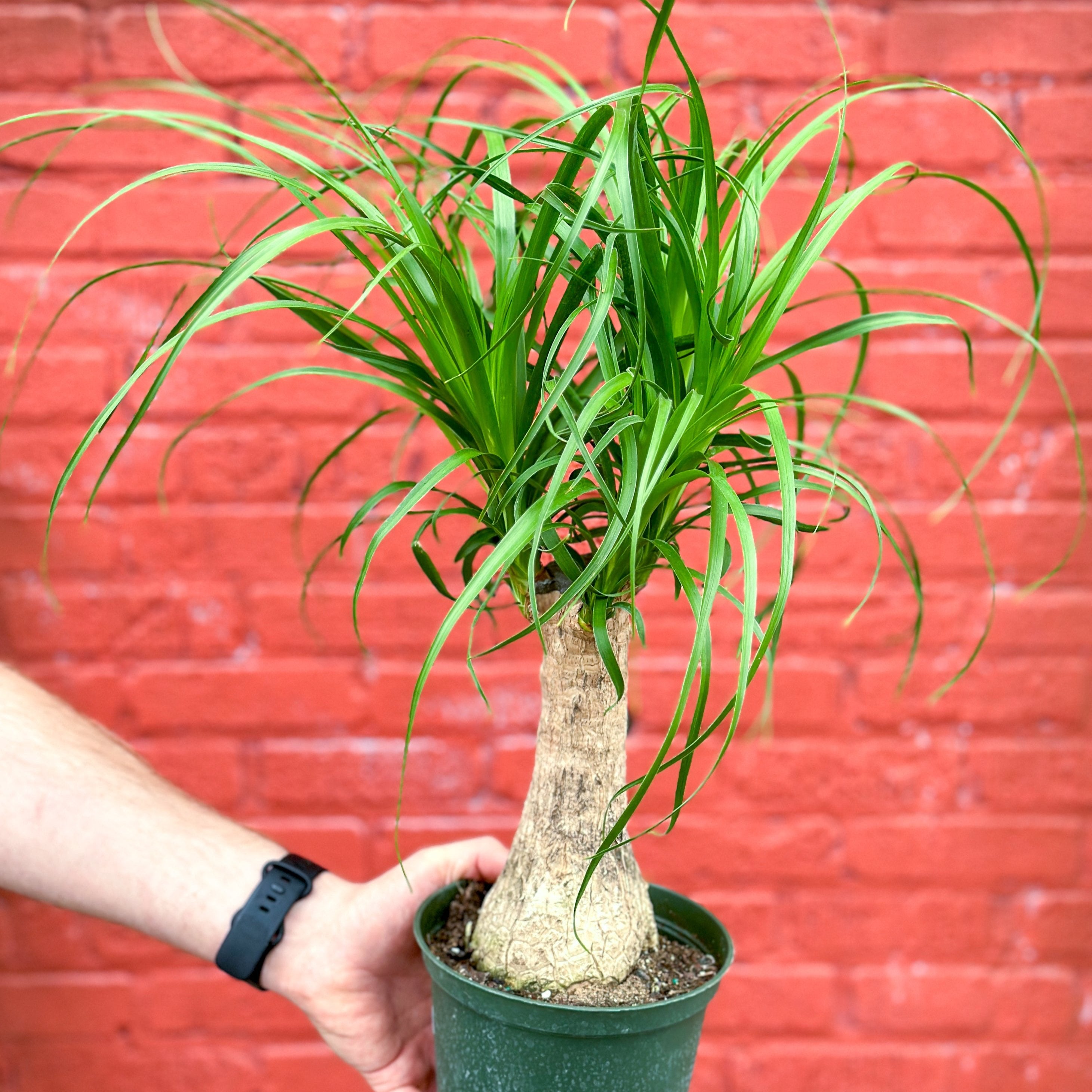 Ponytail Palm 12 years old for indoor, broom outlet style