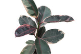 Close-up of a Ficus Ruby plant with green leaves and red edges on a white background