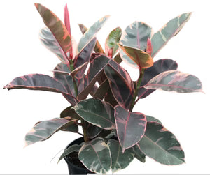Ficus elastica Ruby
