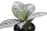 Aphelandra squarrosa 'Snow White' – Zebra Plant