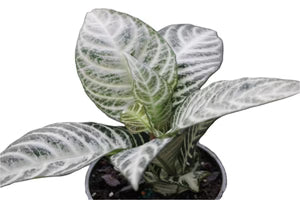 Snow White Zebra Plant with white-and-green variegated leaves