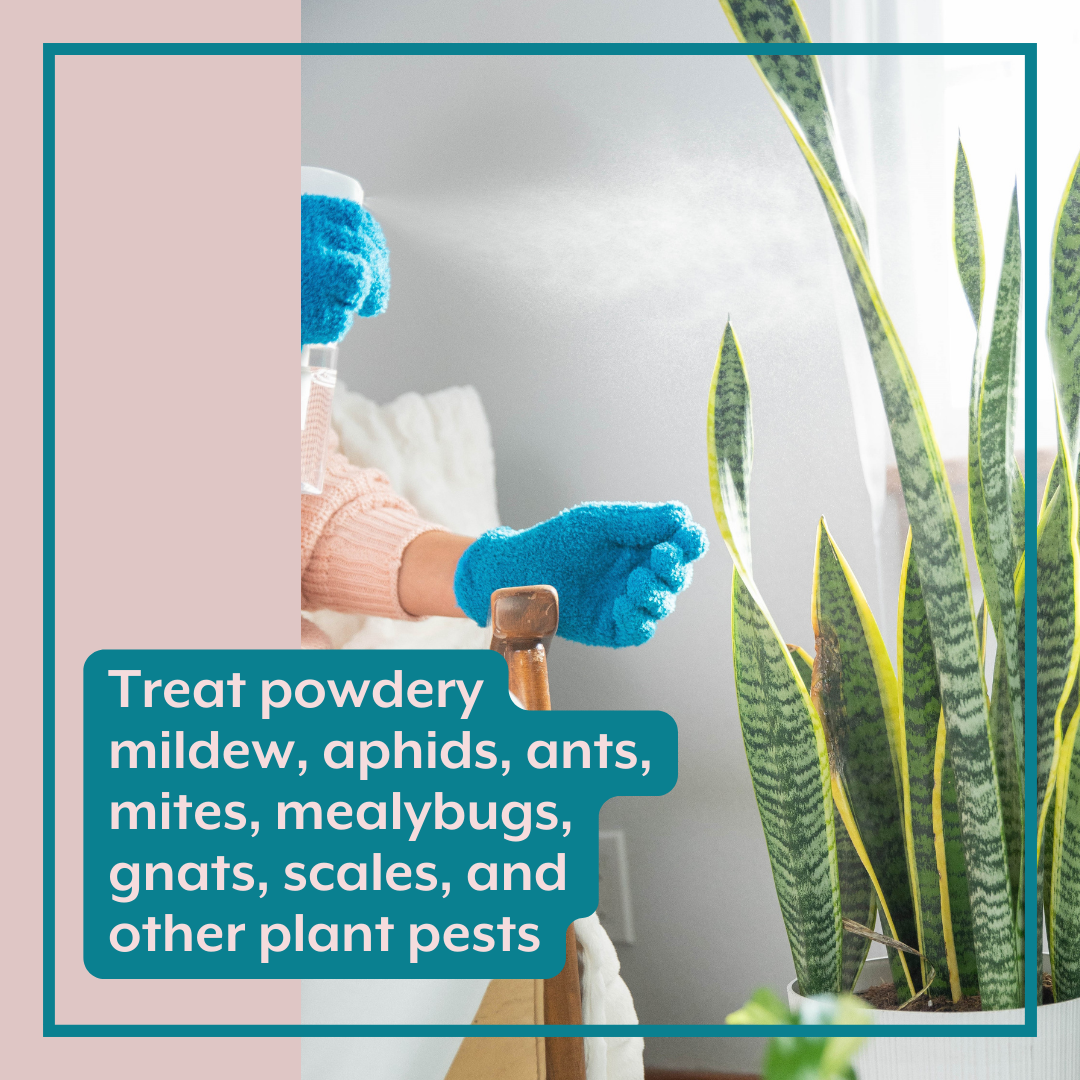 Houseplant DEFENSE Bundle | Natural Pest Control + Gloves + Spray Bottle