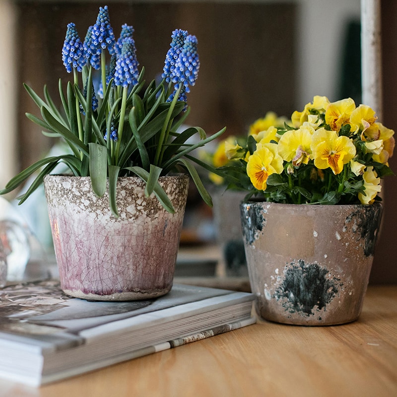 Colorful Terracotta Pot - Various Colors