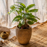 Seagrass Basket - Cement