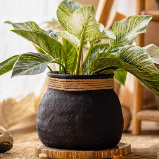 Woven Cement Planter With Rope Accent