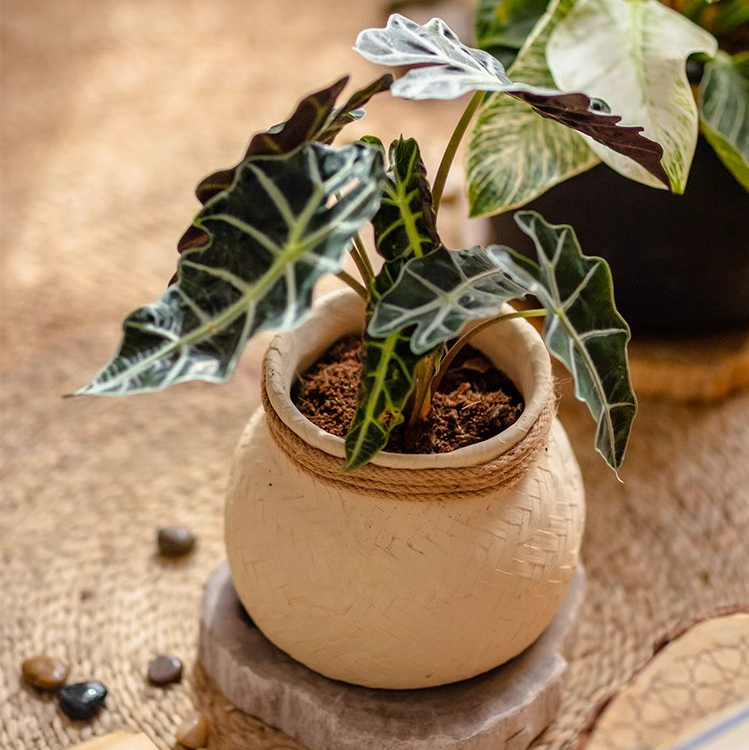 Woven Cement Planter With Rope Accent