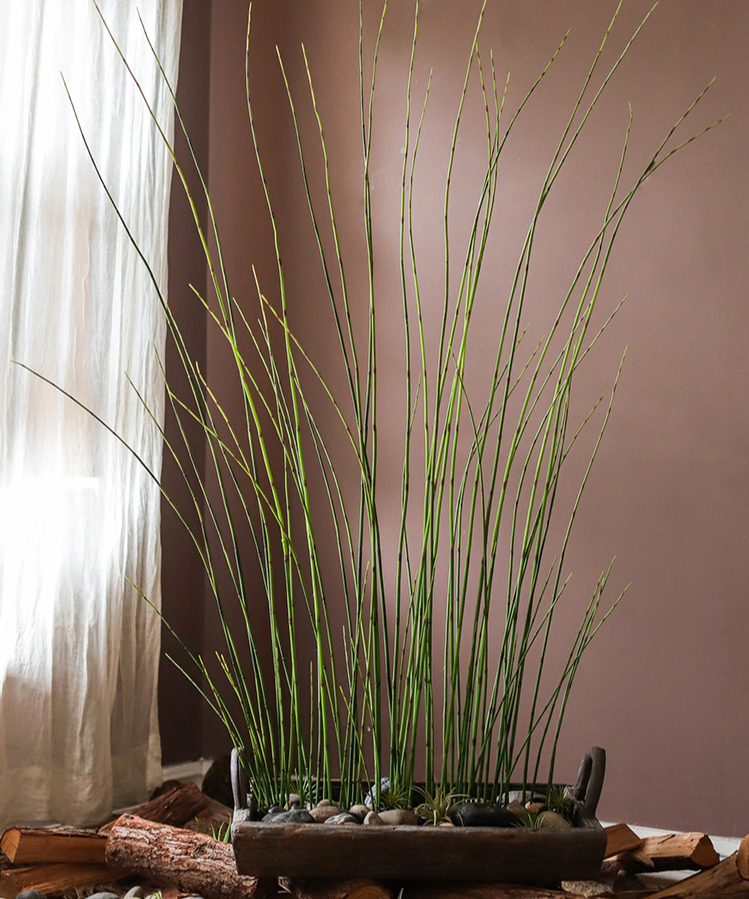 Artificial Faux Rough Horsetail Plant Long Stem 54" Tall