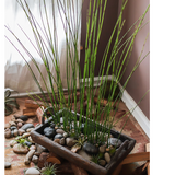 Artificial Faux Rough Horsetail Plant Long Stem 54" Tall