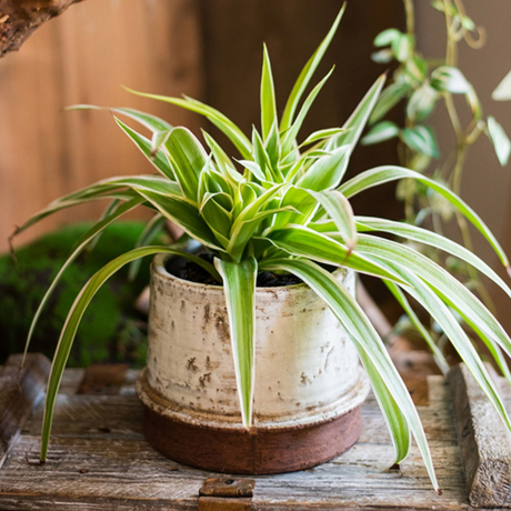 Antiqued Restoration Planter - Ed's Plant Shop