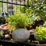 Yukun Terracotta Stubby Planter Pot