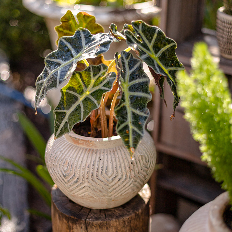 Yukun Terracotta Stubby Planter Pot