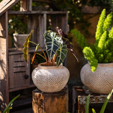 Yukun Terracotta Stubby Planter Pot