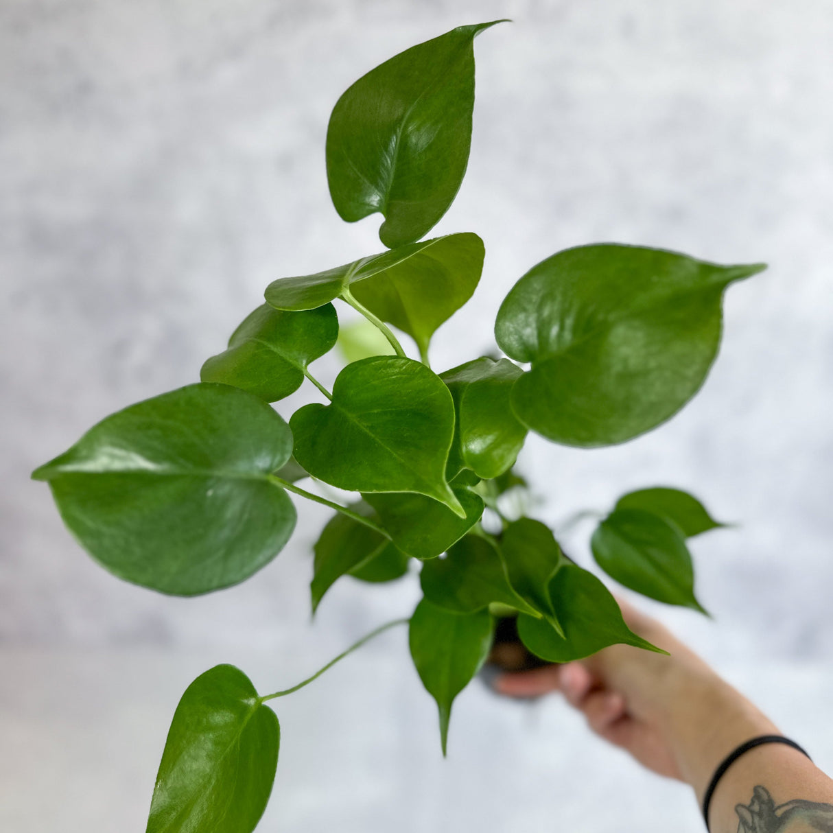 Monstera deliciosa - Split-Leaf Philodendron - Various Sizes