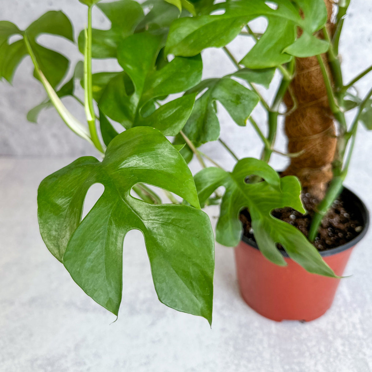 Monstera deliciosa - Split-Leaf Philodendron