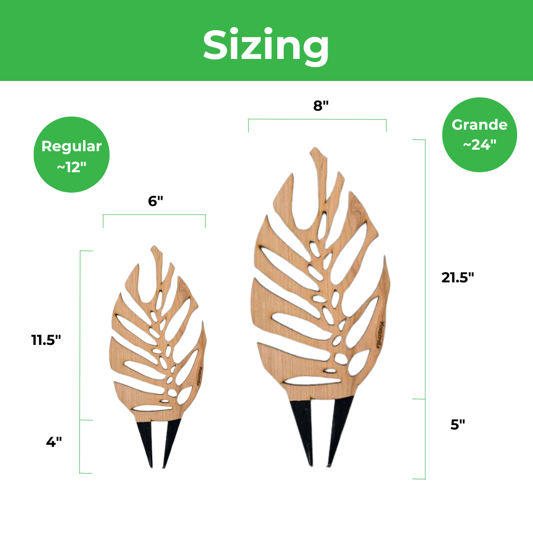 Monstrella - Monstera Plant Support & Trellis