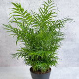 Neanthe - Bella Palm - Various Sizes