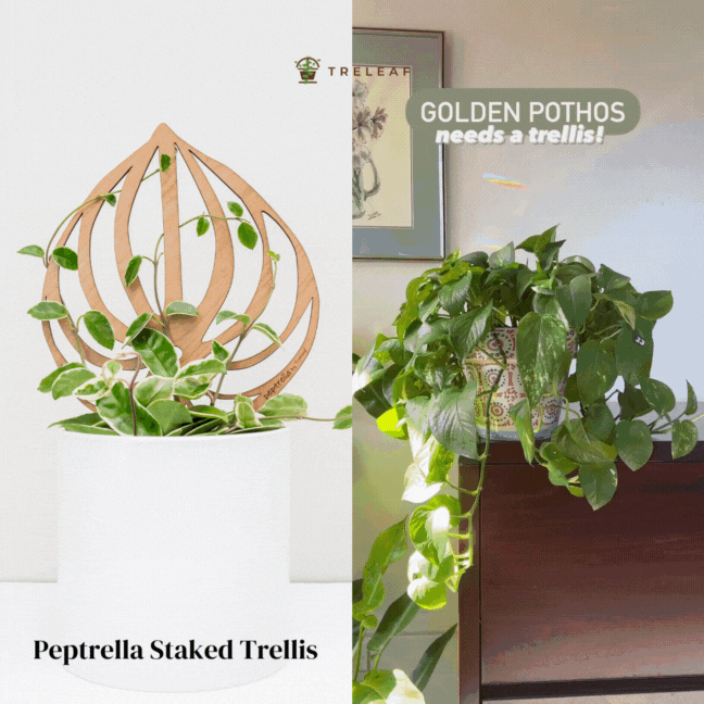 trellis for hanging plants Peptrella