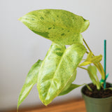 Philodendron Paraiso Verde - Rare Philodendron - 4.5 Inch