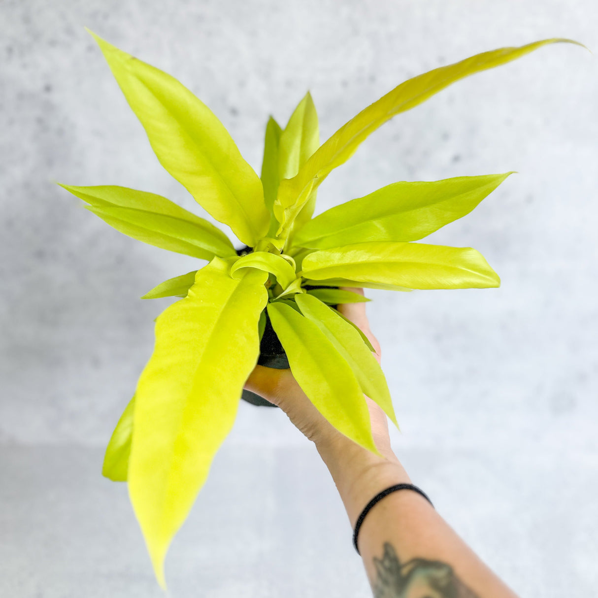 Philodendron 'Golden Crocodile' - Golden Crocodile Philodendron - 4.5 Inch