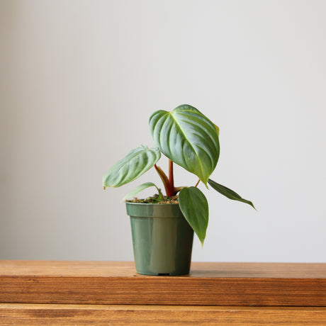 Philodendron 'McDowell' - Rare McDowell Philodendron - 4.5 Inch