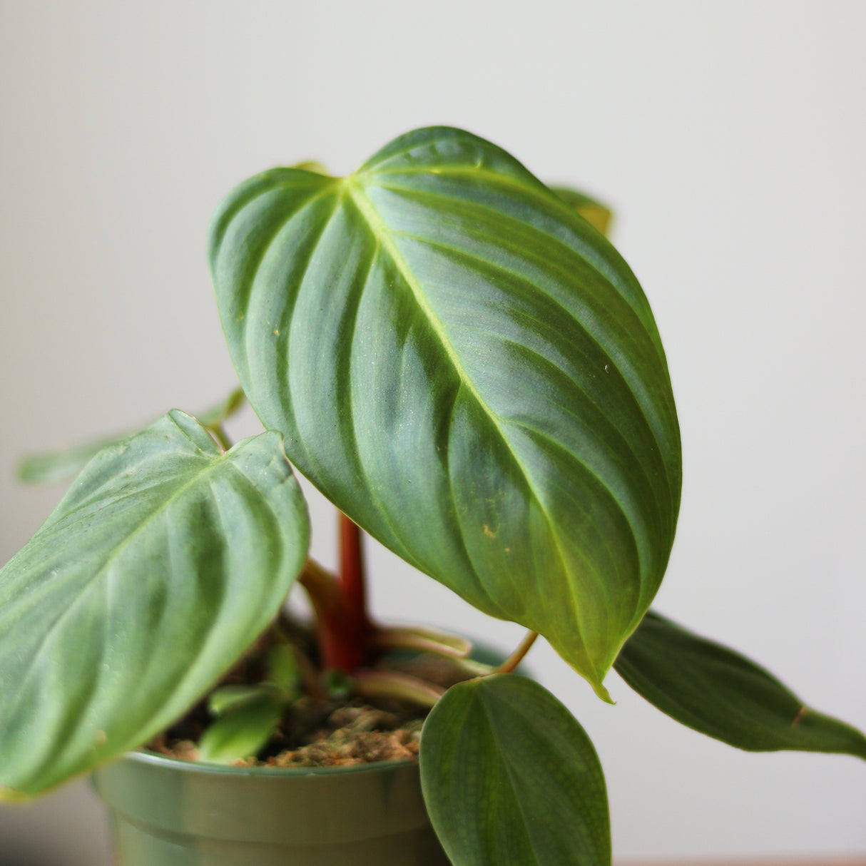 Philodendron 'McDowell' - Rare McDowell Philodendron - 4.5 Inch